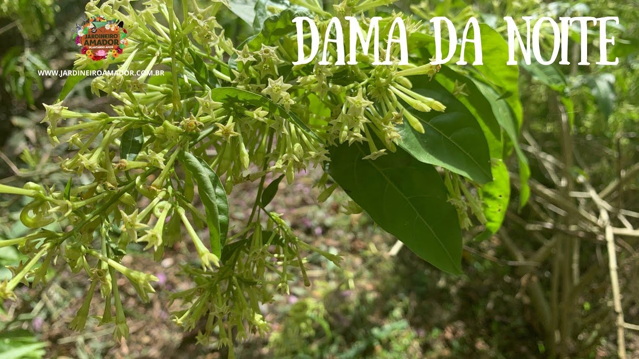 Flor da dama da noite: linda, perfumada e perigosa