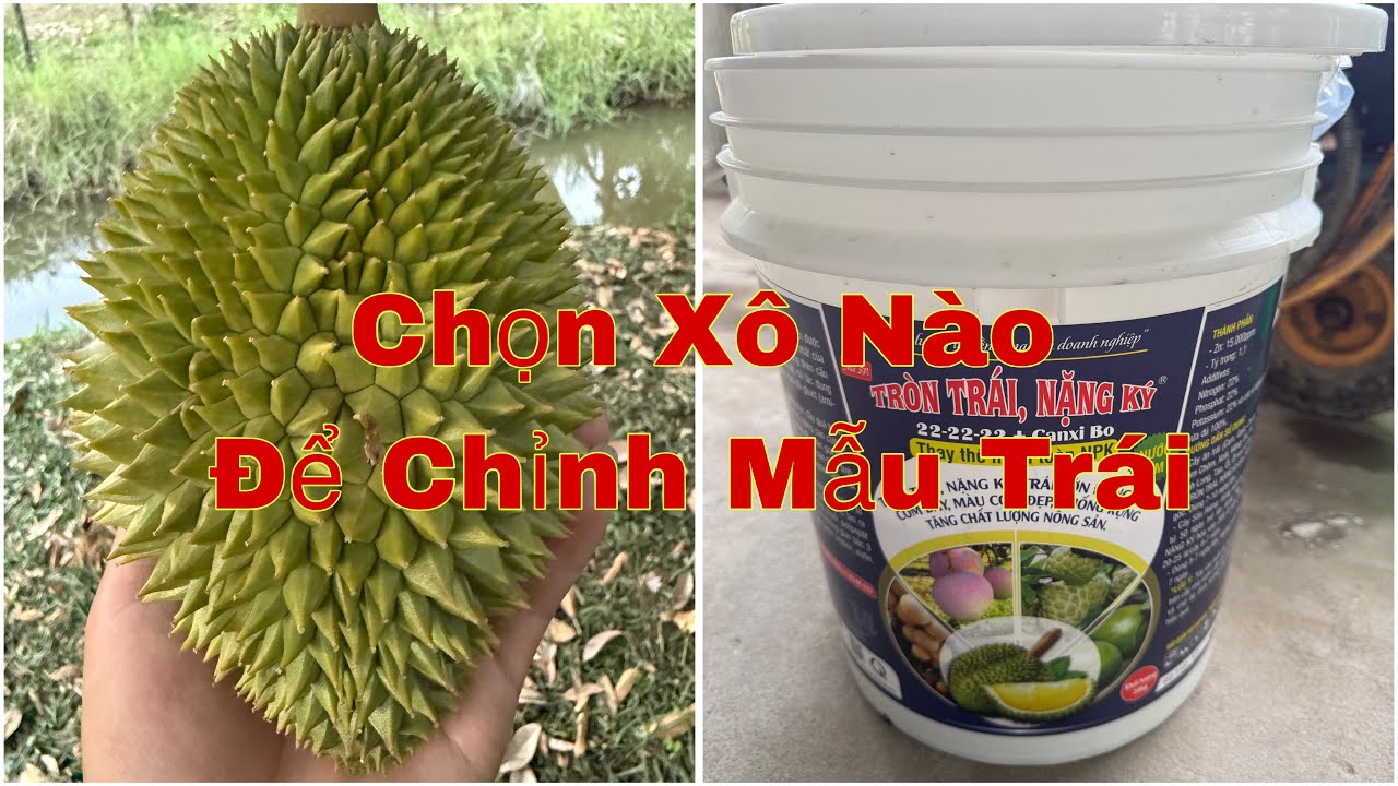 2 cử phân gốc kế tiếp RI6 mẫu trái dài .Cách lấy lại mẫu NHIẾM LỠ - BUNG HÔNG -TRÒN TRÁI. 0795808180