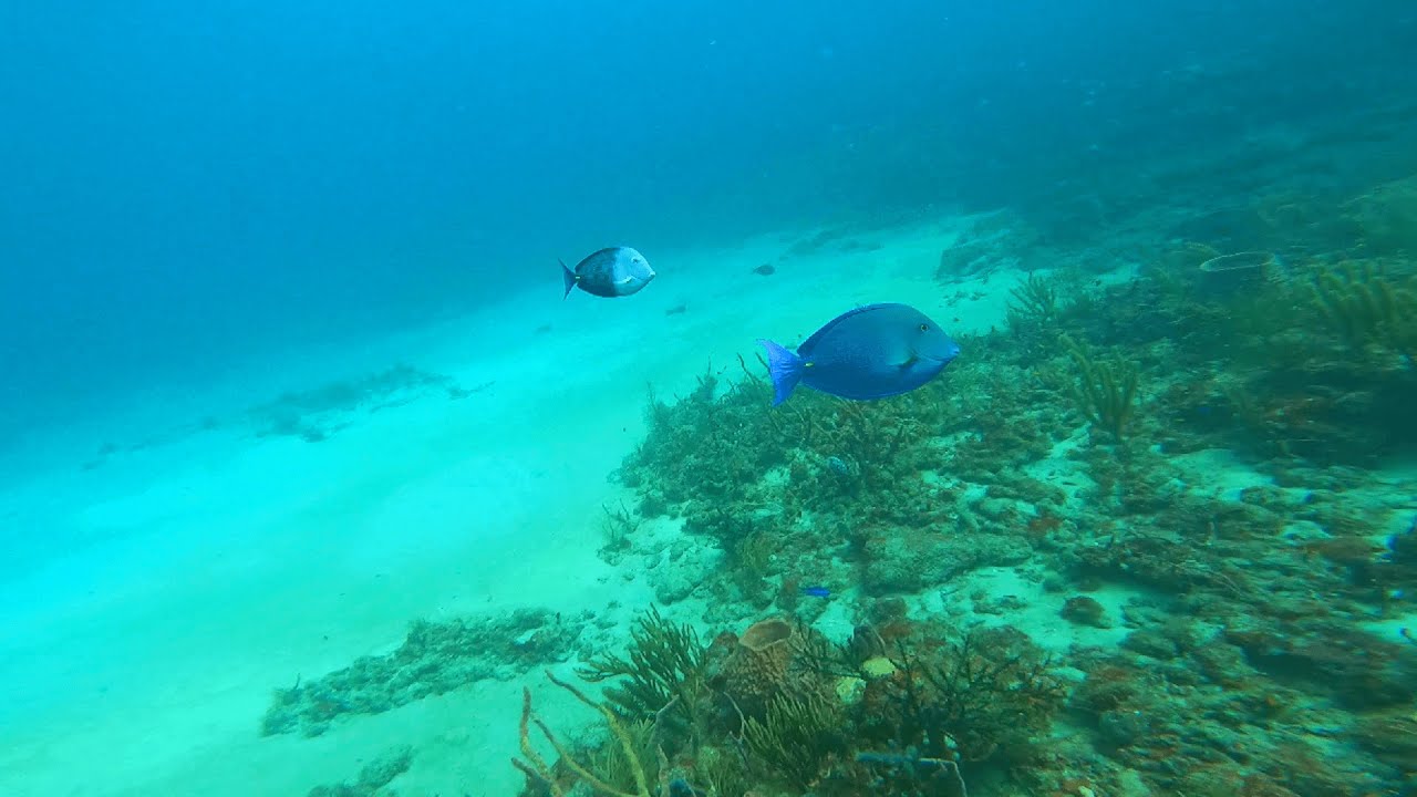 DON'T Drag Your Anchor Through Coral! | Scuba Diving at Breakers Reef