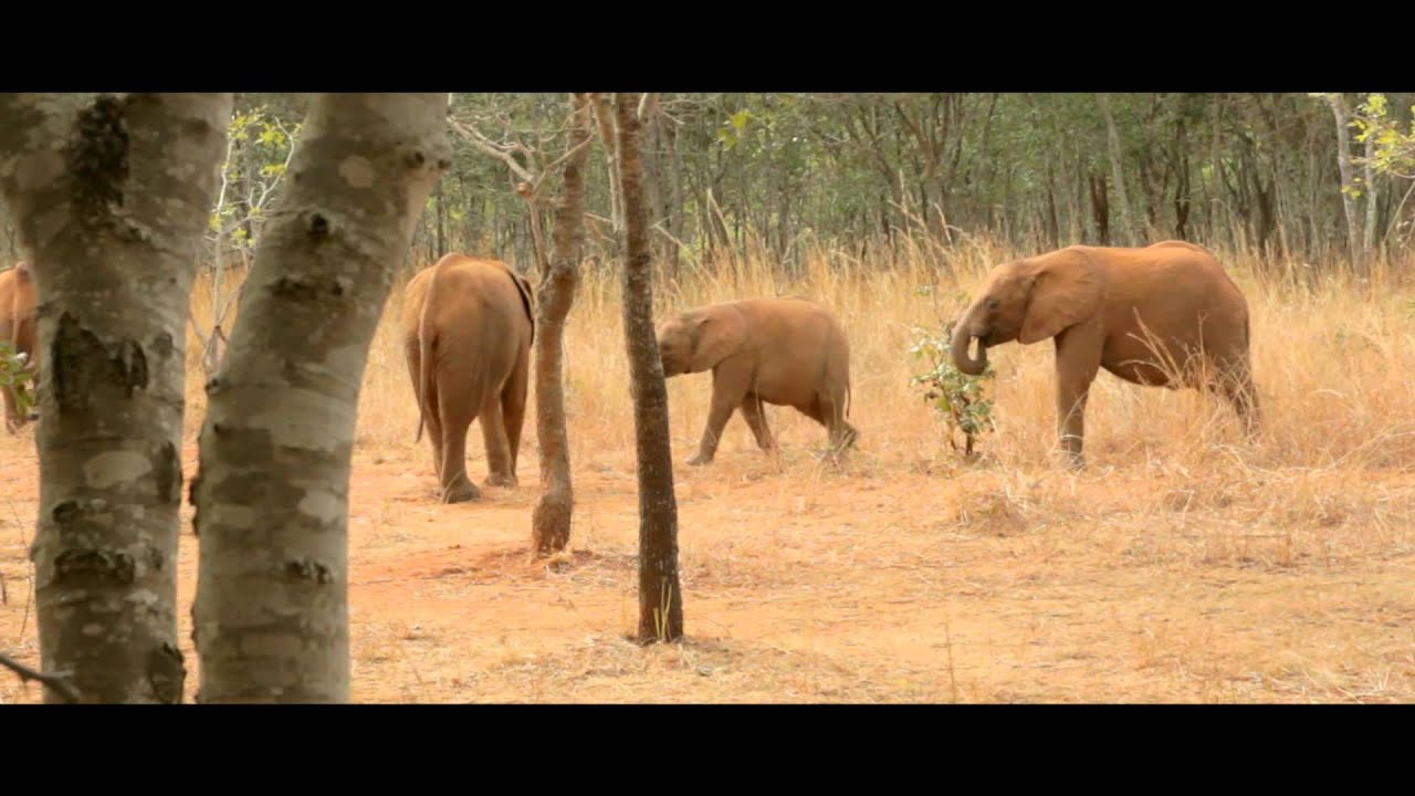 Lilayi Elephant Nursery - Lusaka, Zambia