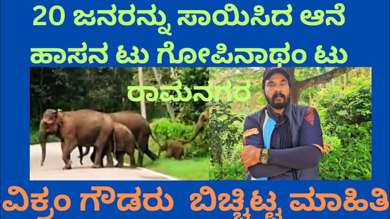 20 ಜನರನ್ನು ಸಾಯಿಸಿದ ಆನೆ. ಹಾಸನ ಟು ಗೋಪಿನಾಥಂ ಟು ರಾಮನಗರ