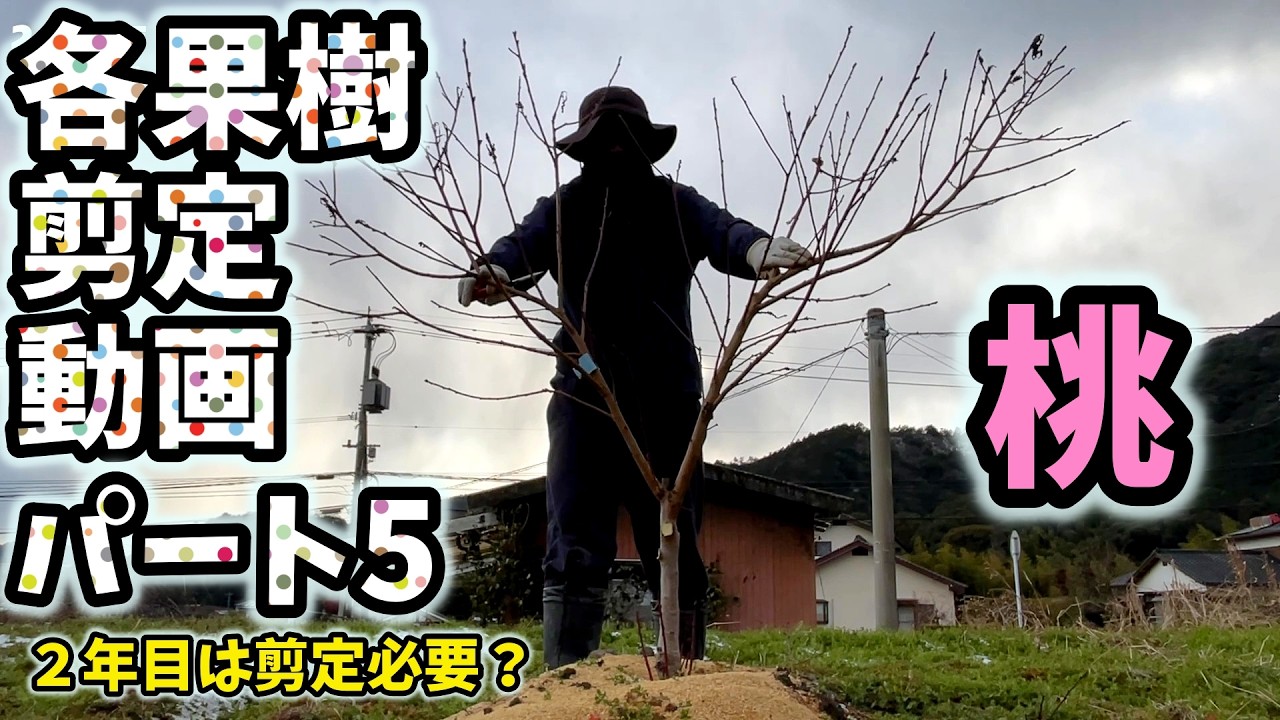 【🍑モモ】耕作放棄地で果樹を育てる男。２年目桃の剪定【7回目】佐賀県吉野ヶ里町で果樹栽培日誌＃ぶどう栽培#シャインマスカット＃ブルーベリー栽培