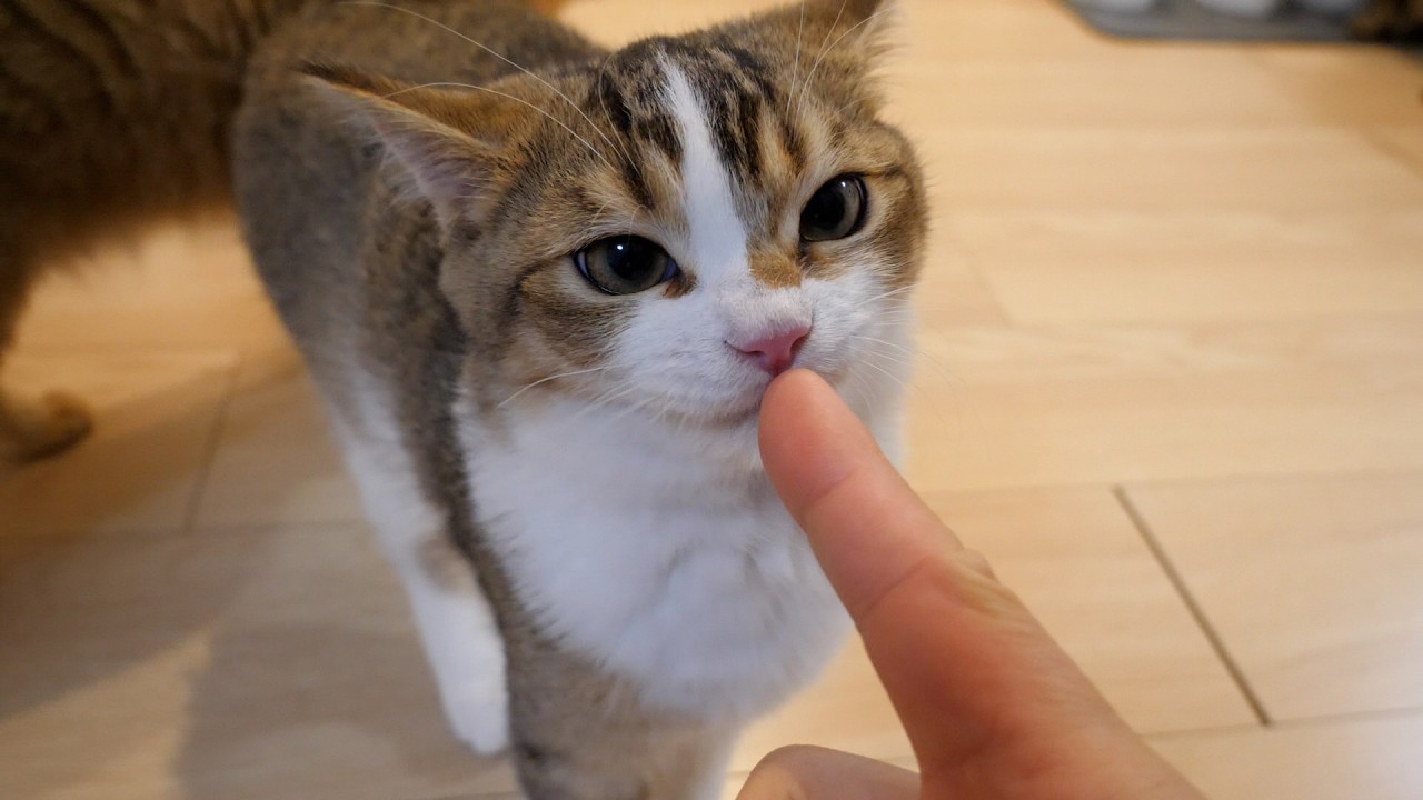 The food scene of our cats was too cute...