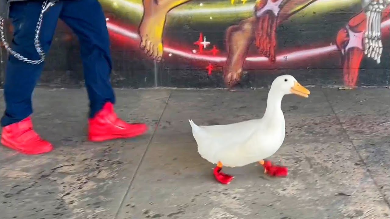 How To Walk Your Human