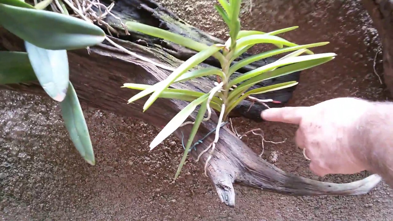 dicas de cultivo de orquideas no tronco