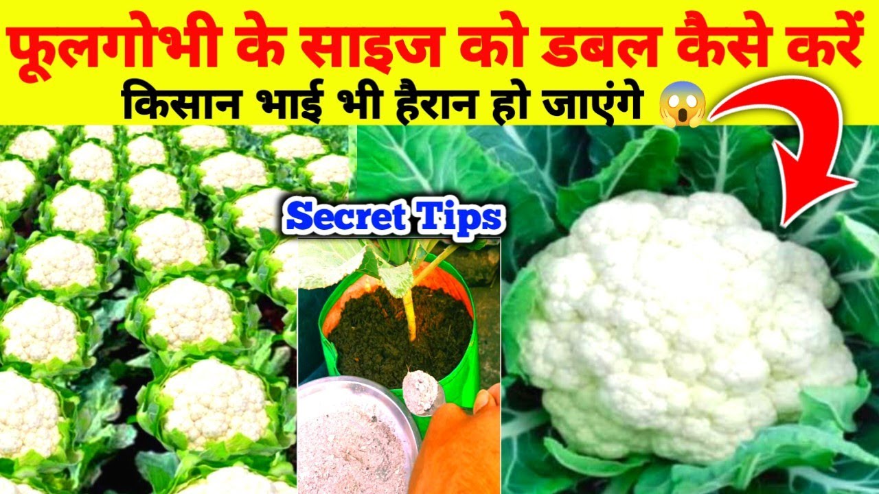 फूल गोभी की पैदावार बढ़ाने का देसी जुगाड़ 🥦 मात्र 15 दिन में साइज डबल | fast growth secret tips 