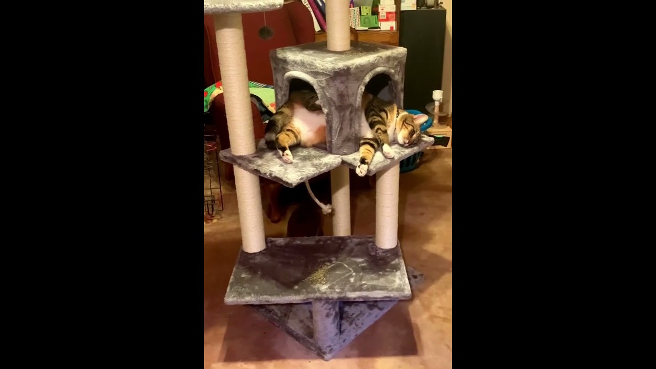 My cat Tuffy enjoying his new cat tower
