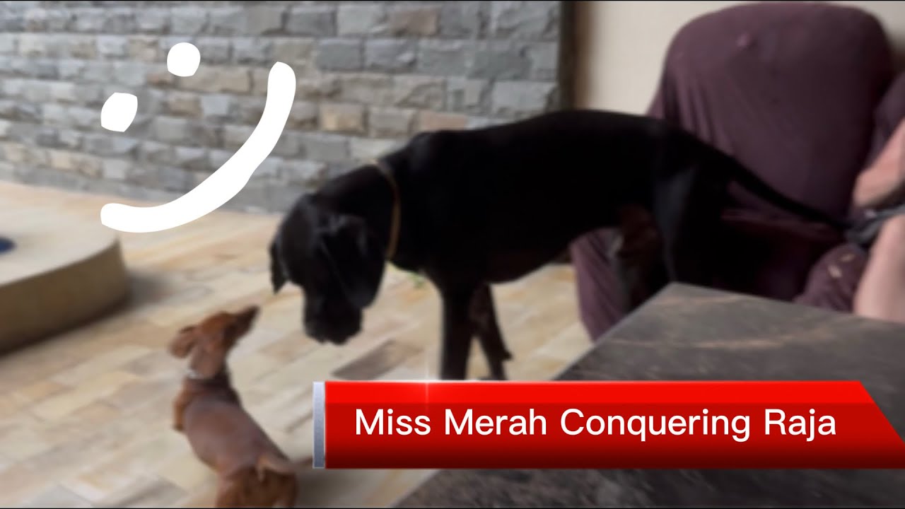 Miss Merah Conquering Raja