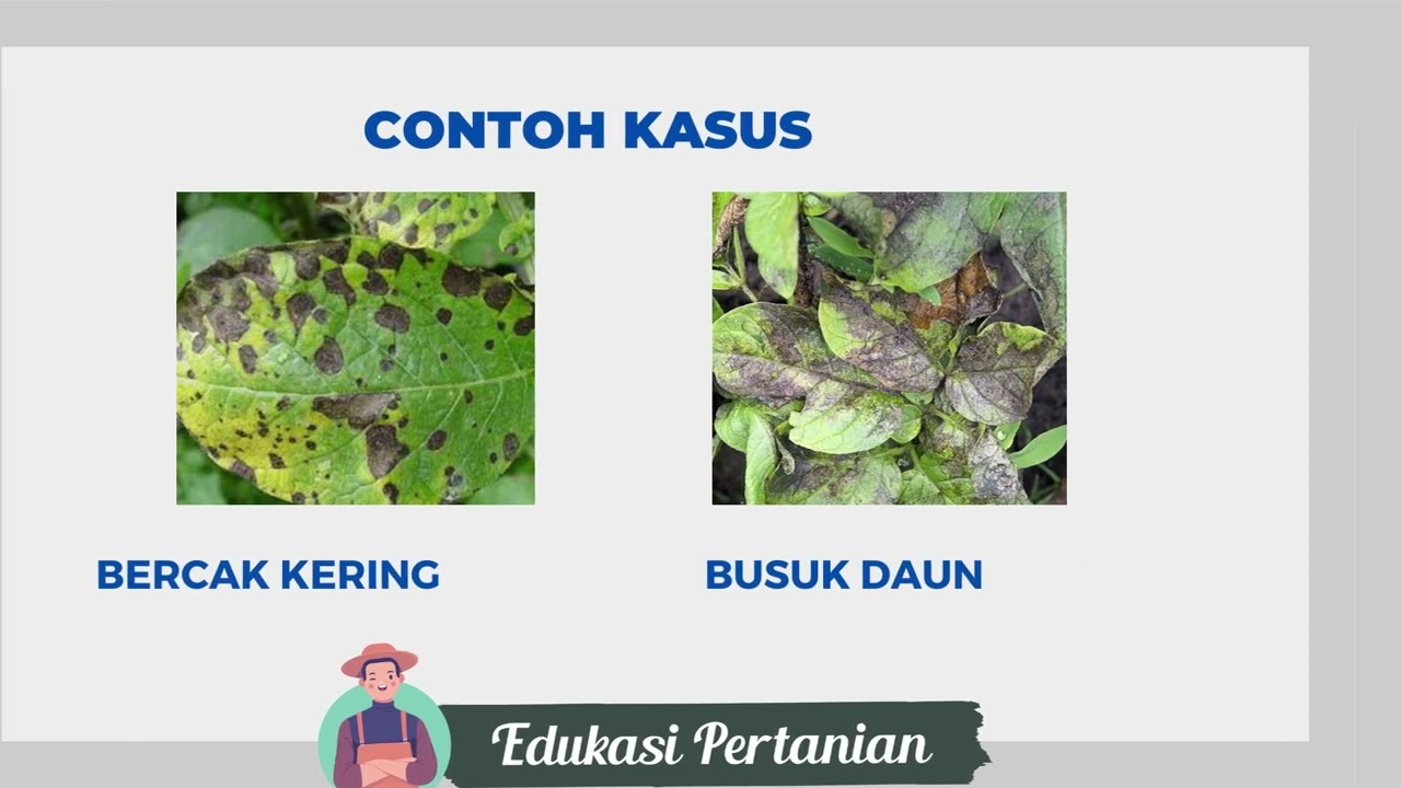 Dosis & Fungsi Fungisida Rampart 25 WP