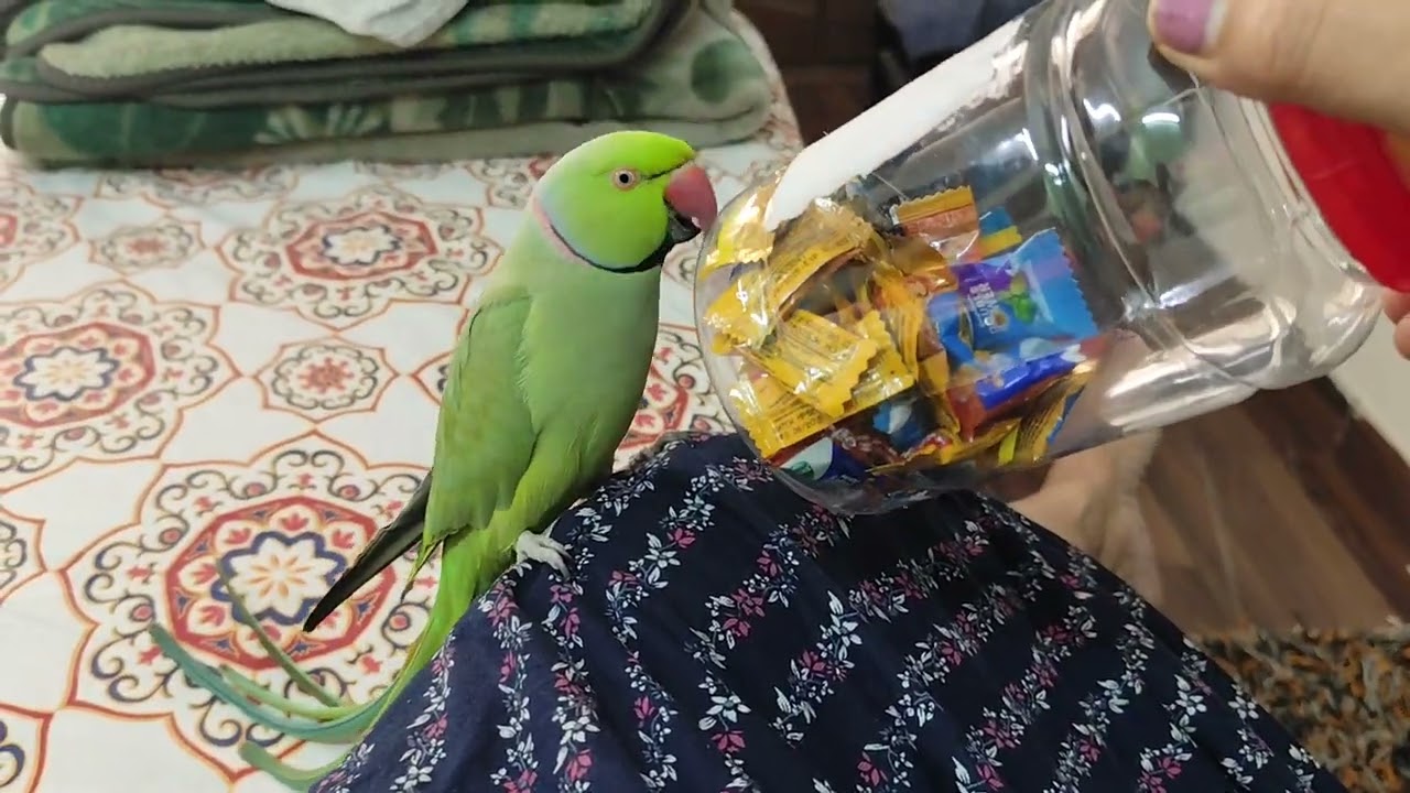 मम्मी चाहिए दिन रात इनको 🦜