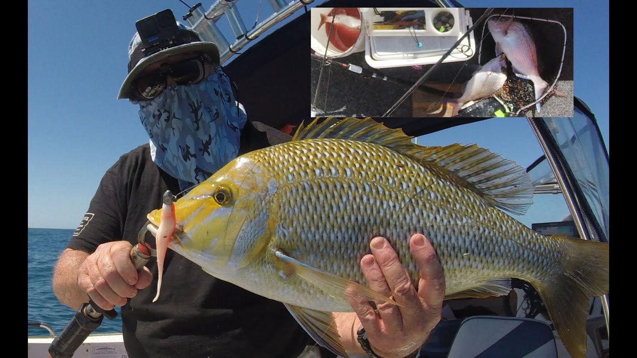 What's biting inshore reefs, Sunshine Coast QLD 9 11 23. Bag out on good snapper in 30 minutes.