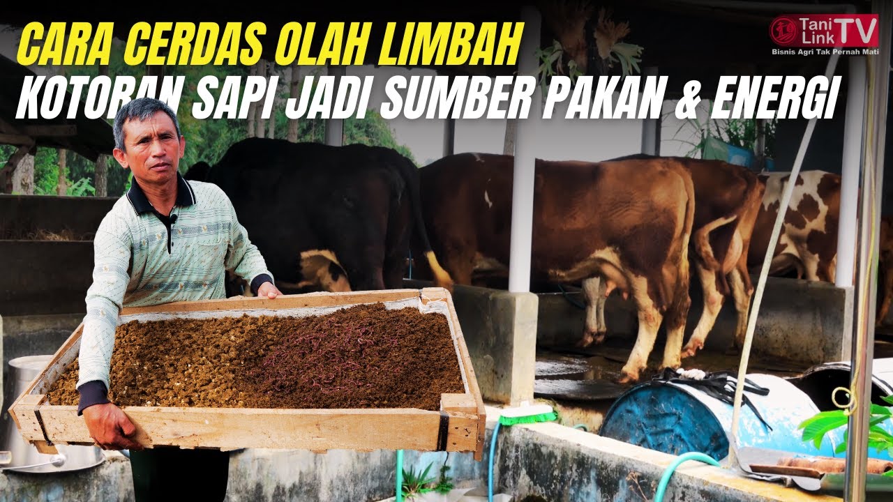Mengolah Kotoran Sapi Jadi Sumber Pakan, Pupuk dan Energi Ramah Lingkungan