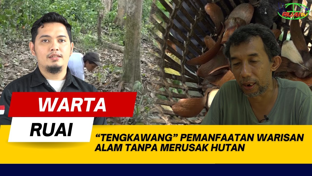 “TENGKAWANG” PEMANFAATAN WARISAN ALAM TANPA MERUSAK HUTAN