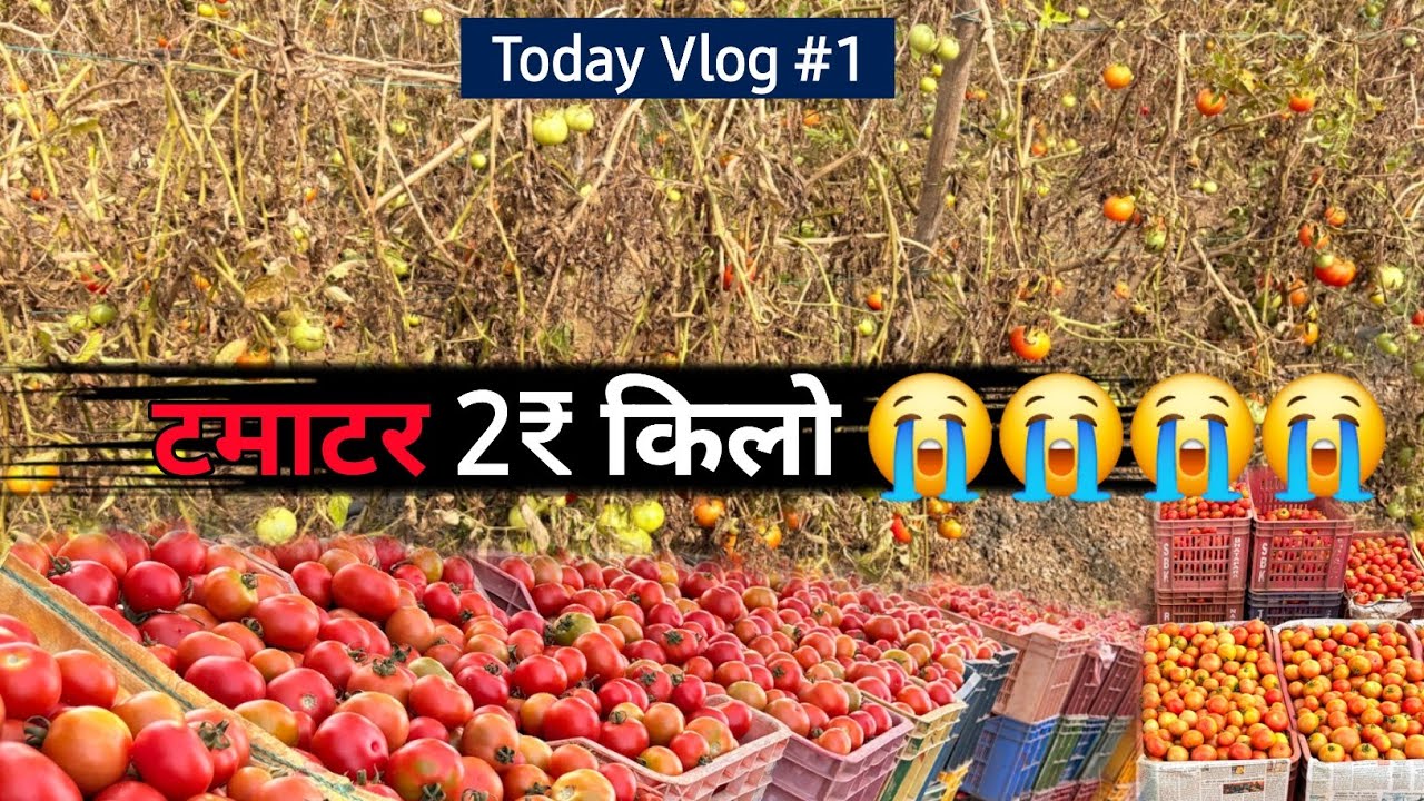 Tamatar 2₹ किलो अब क्या करे 😭 / Daily Cg Vlogs / Ajay Janghel Vlogs