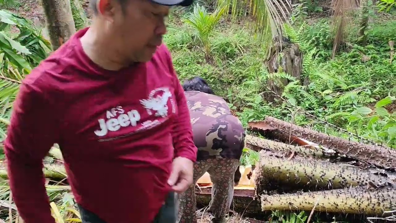 Ngupa Maia taun baru.. 