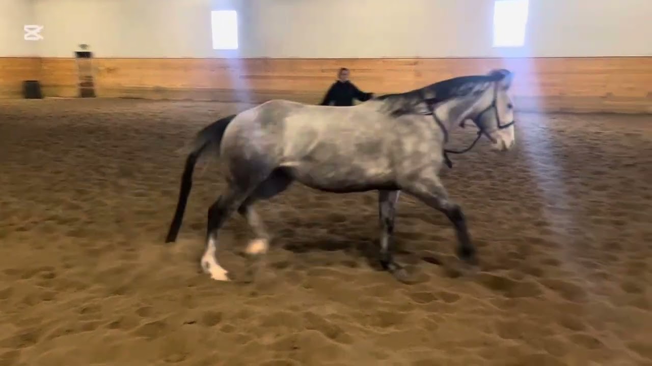 Dash Dynamic Assessment