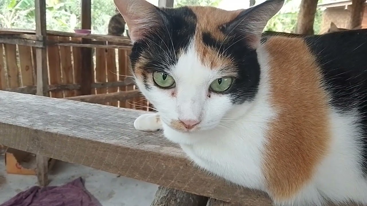 ดูความน่ารักของน้องเหมียวทุกๆตัวนะครับ
