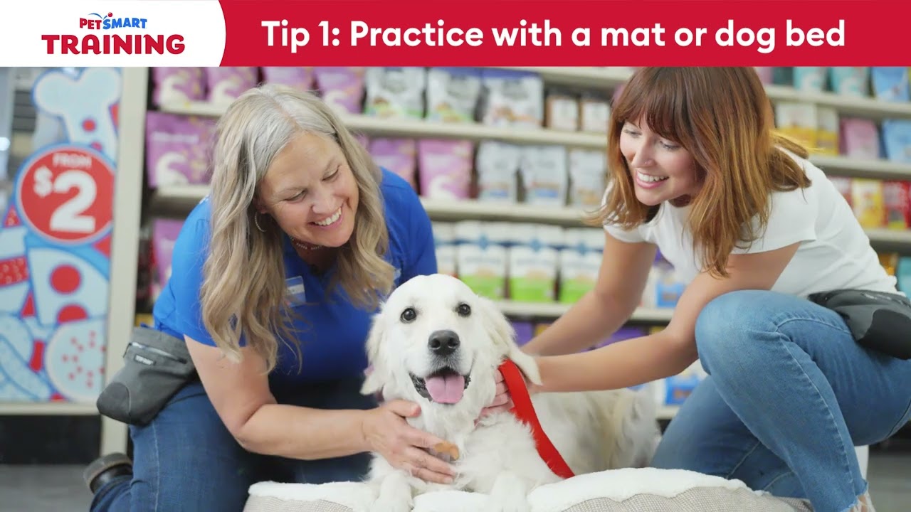 How to Teach Your Dog to Focus and Settle | PetSmart Training Tips
