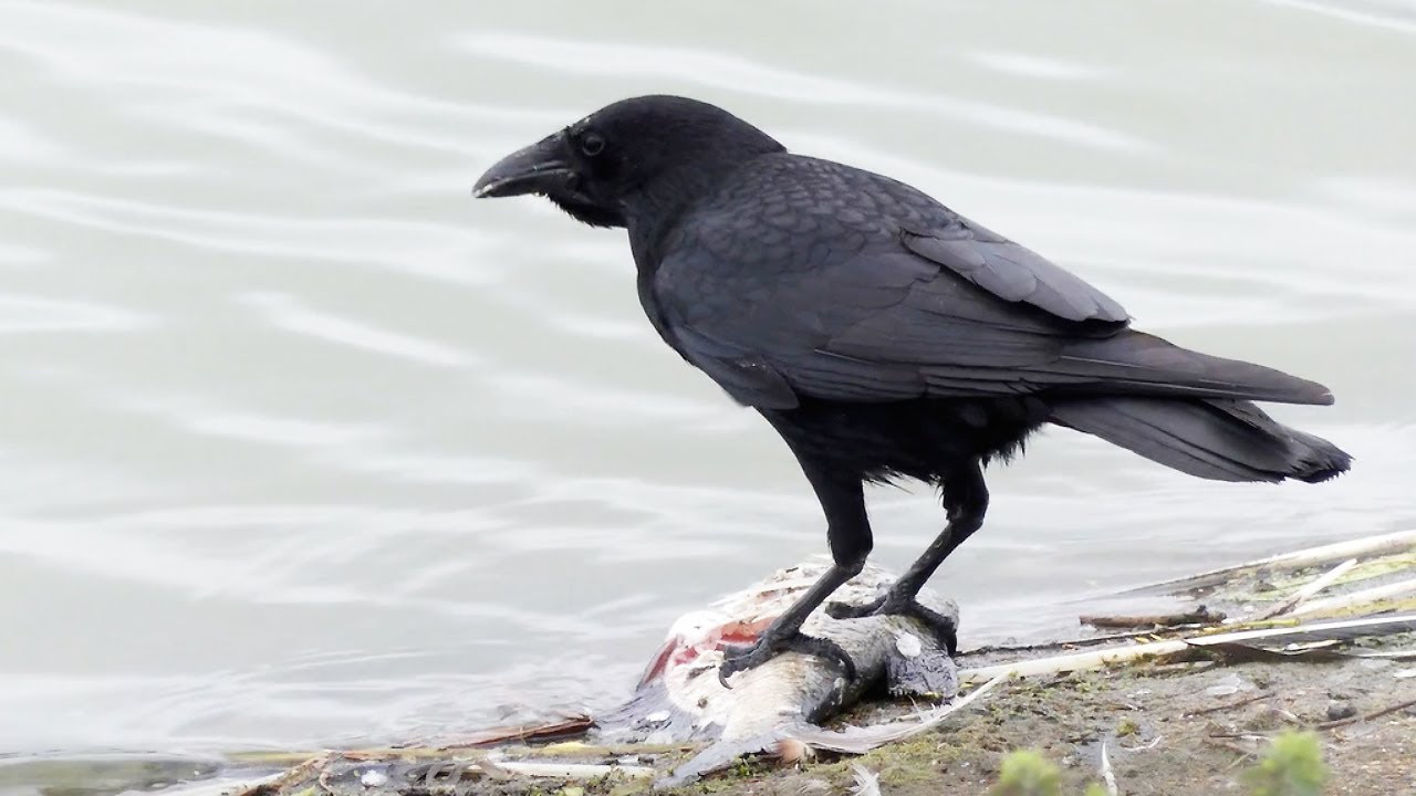 Carrion Crow Eating Fish | Corvus corone