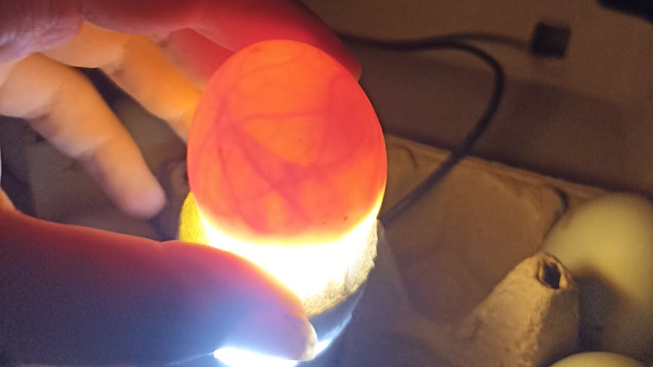 Eier schieren und Rund um Naturbrut