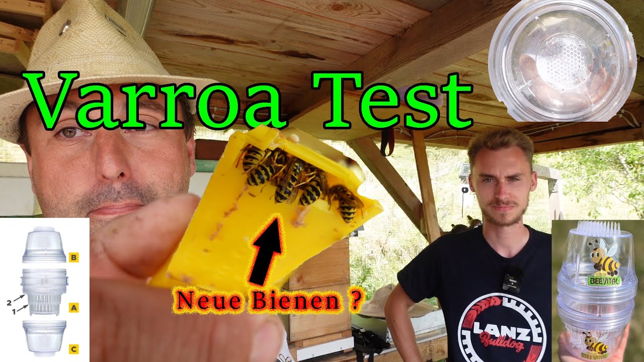 Mein bester Varroa-Tester.