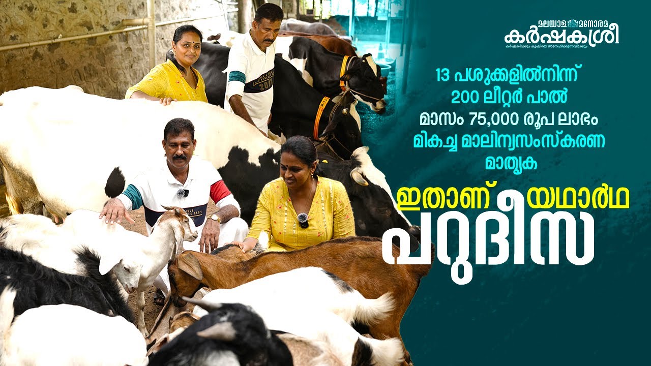 മാസം മുക്കാൽ ലക്ഷം: ഇതു ഫാം പറുദീസ, പിന്നെന്തിന് ഗൾഫിൽ കഷ്ടപ്പെടണം  | Karshakasree | Dairyfarming