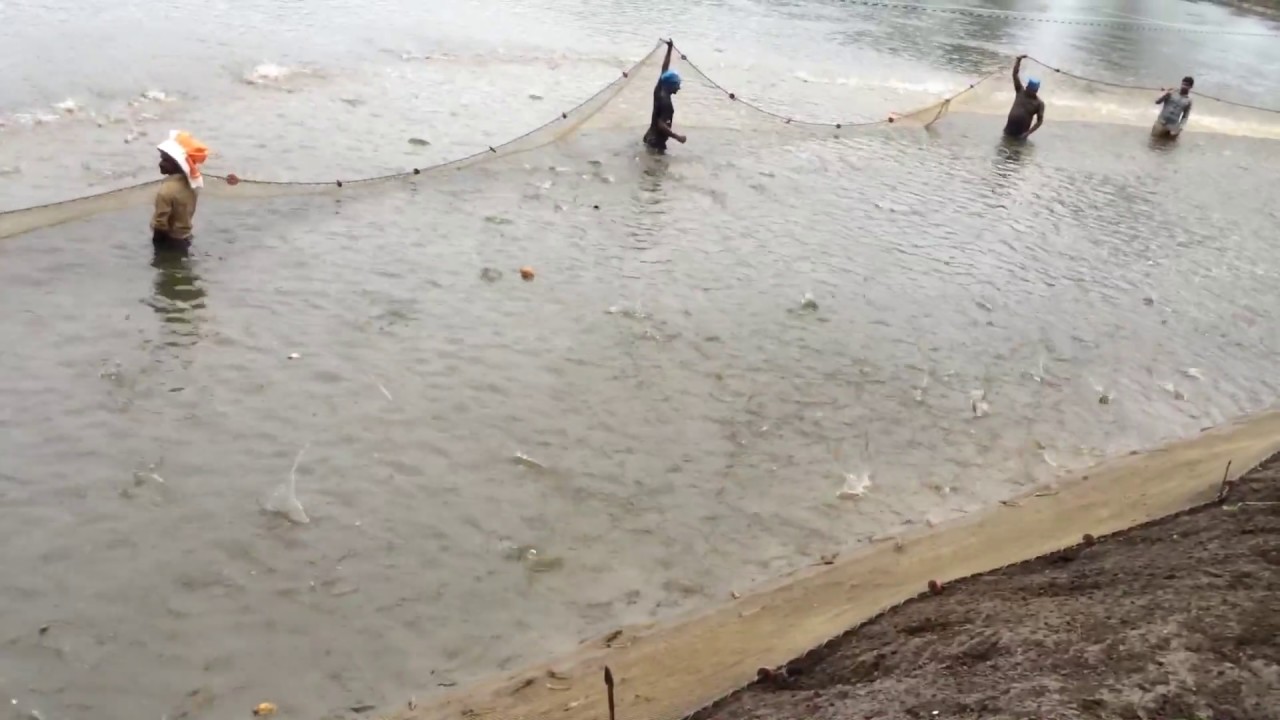 Prawn farming