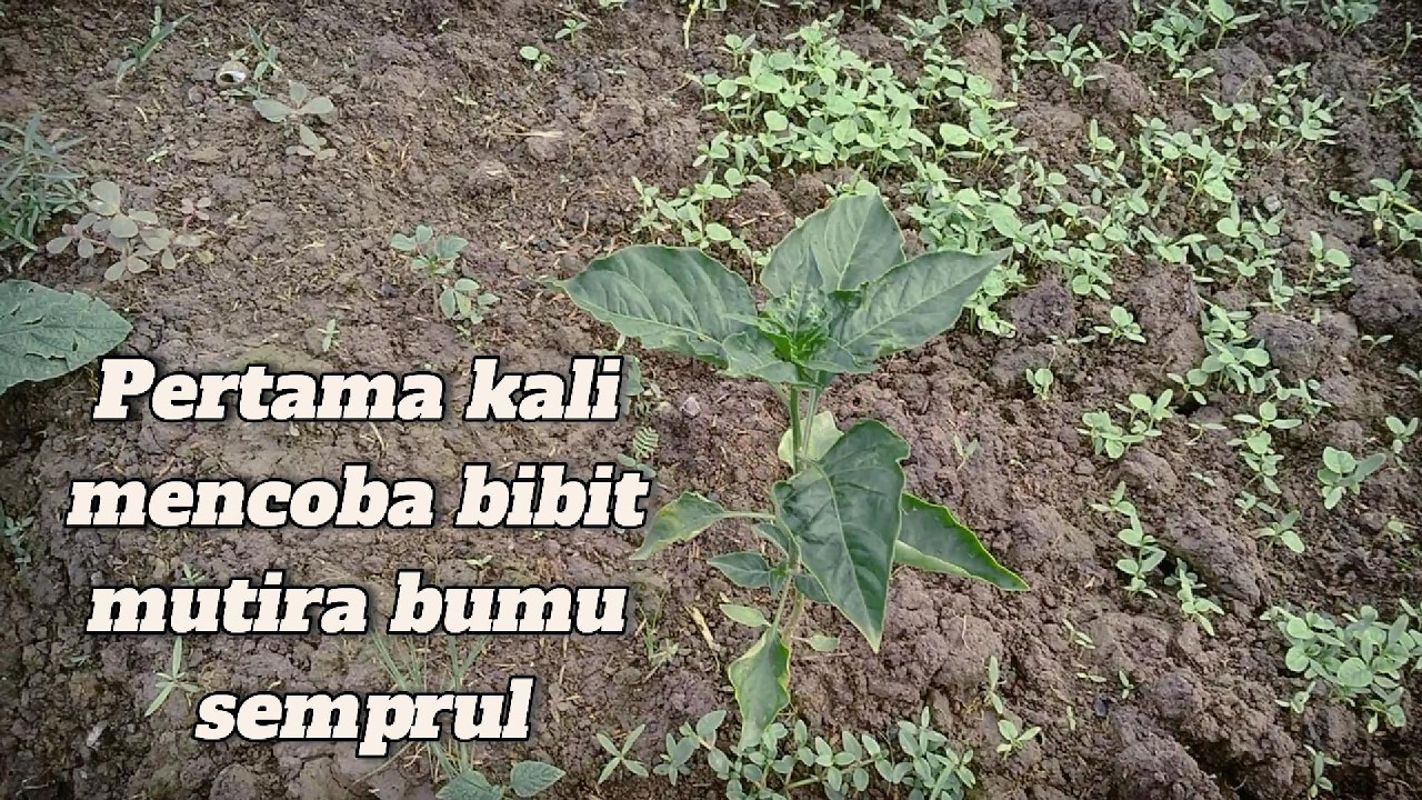 Pertumbuhan Cabe mutiara bumi 3 minggu, sangat bagus!!
