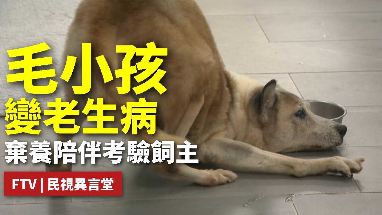 【民視異言堂｜寵物長照 飼主準備好了嗎？】寵物高齡化時代來臨 長期照護成新興市場 醫療費用與棄養問題浮現