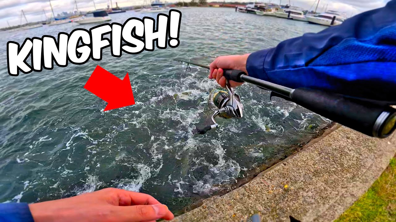 I cast into 100 Kingfish busting up! Again!
