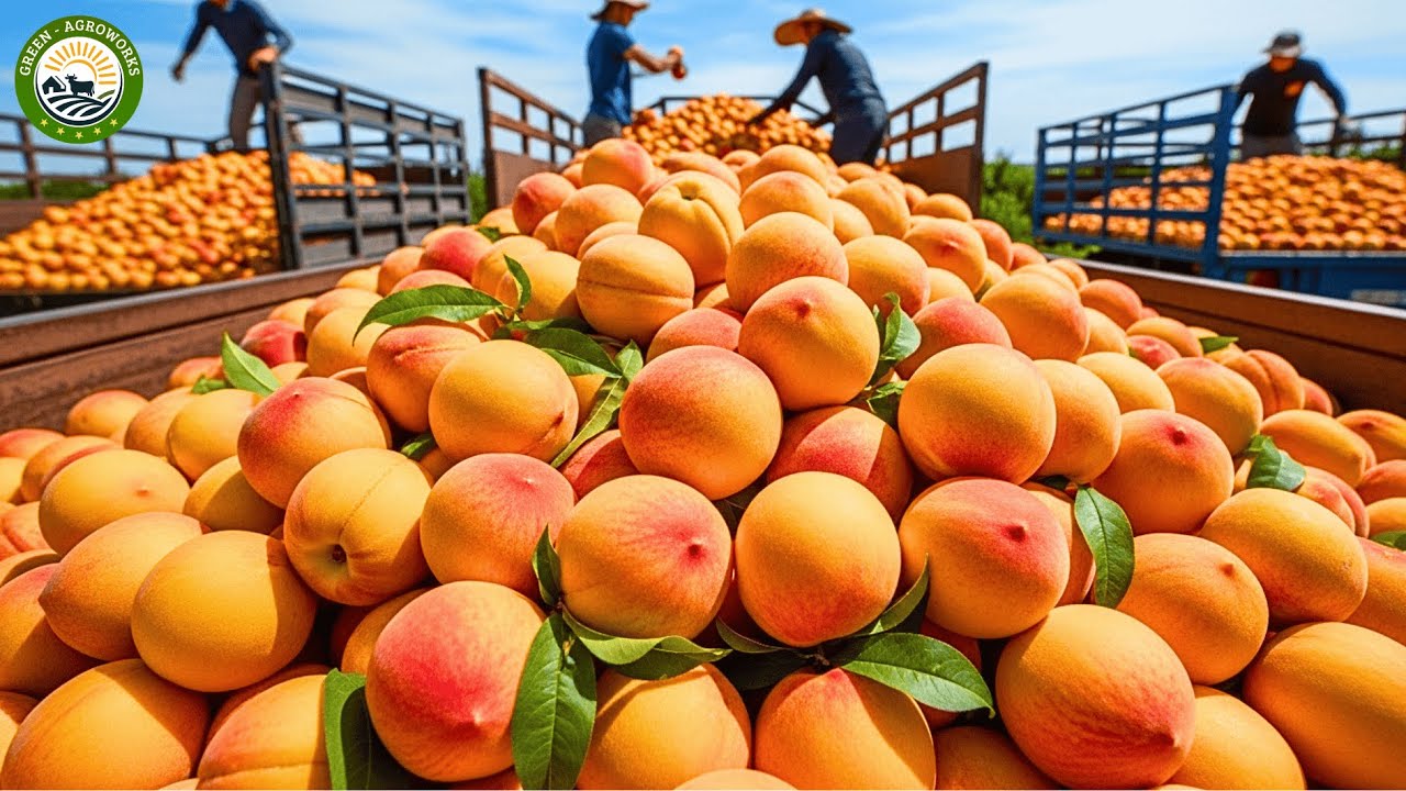 How Millions of Peaches Are Grown and Harvested | Inside USA Peach Farming Industry