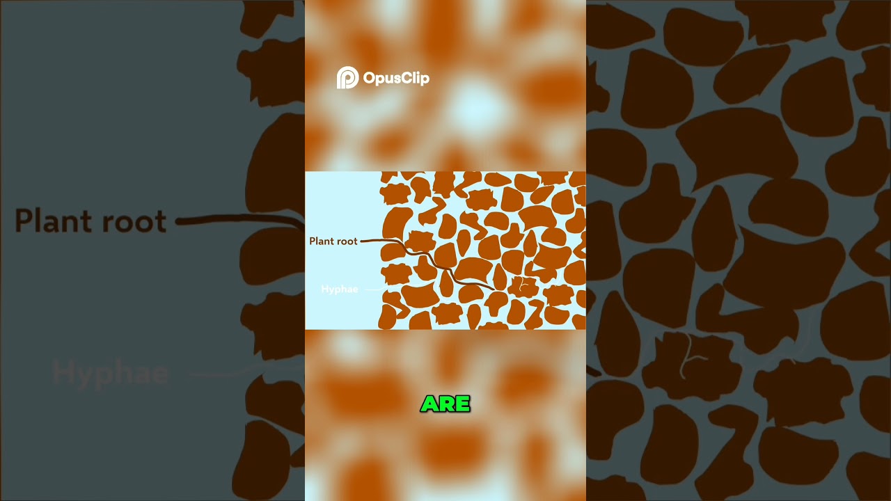 Hyphae vs Roots: Nutrient Absorption Explained #interestingfacts #fungus #science #didyouknow