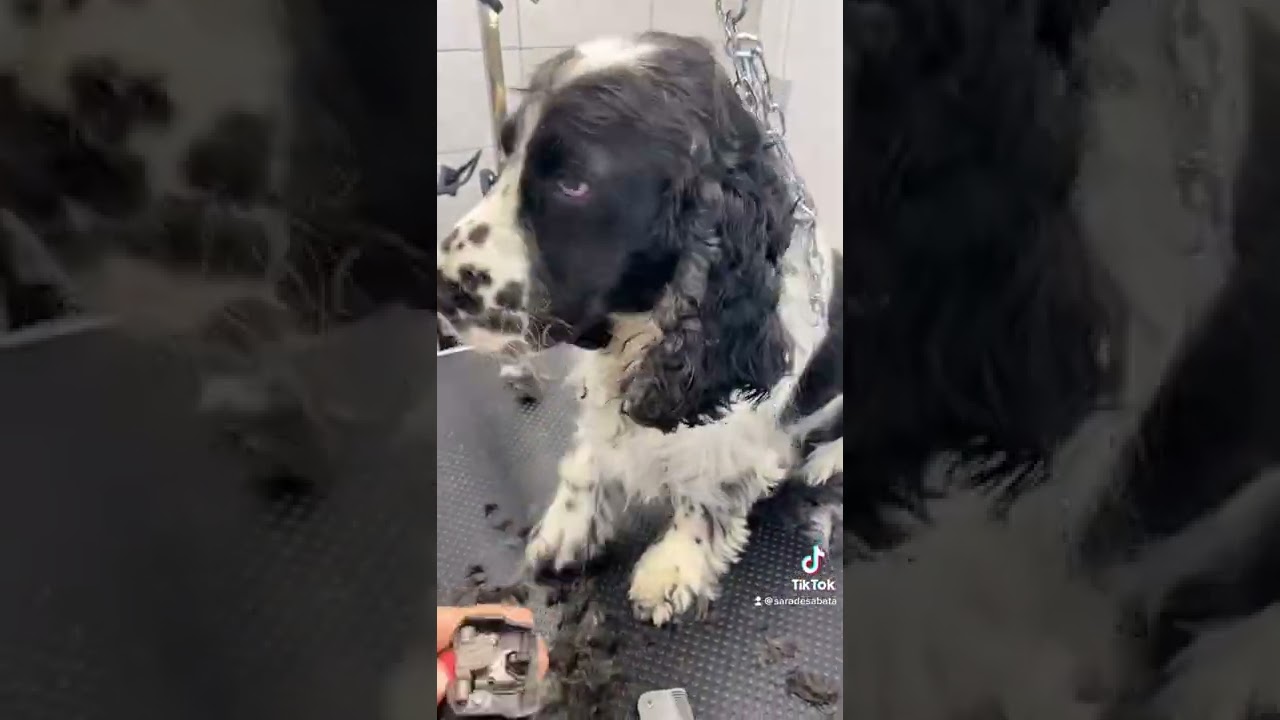 Come si fa la toelettatura a un cocker?