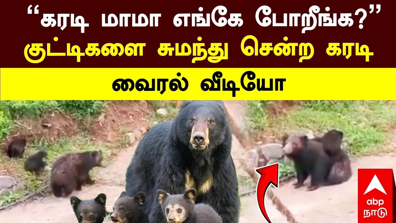 Bear Viral Video | &rsquo;&rsquo;கரடி மாமா எங்கே போறீங்க?&rsquo;&rsquo;குட்டிகளை சுமந்து சென்ற கரடி..வைரல் வீடியோ | Nilgiris