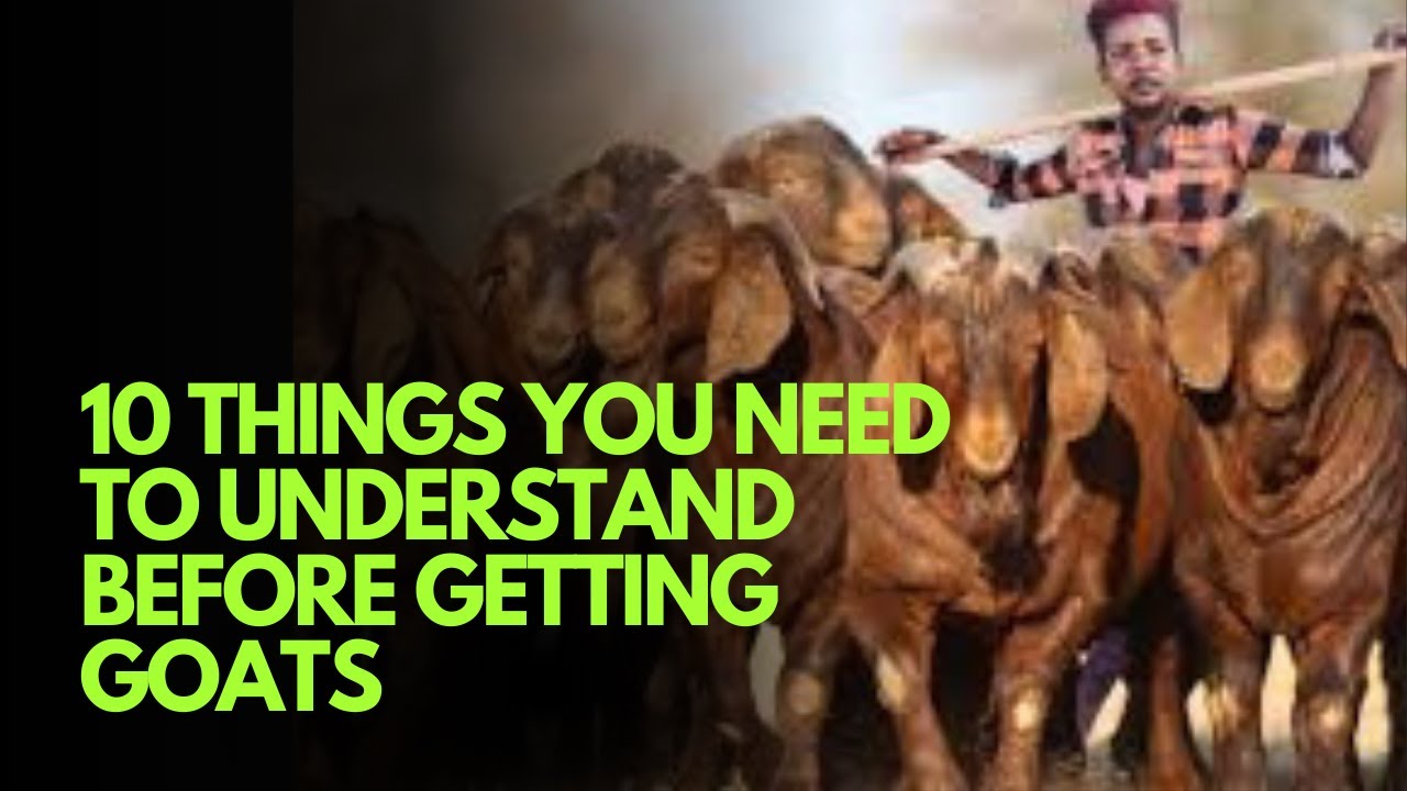 Raising goats basics 10 things you need to understand before getting goats
