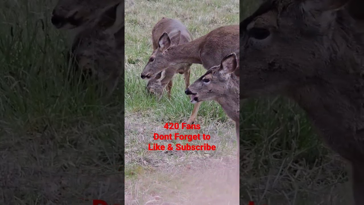 5 Buck, Doe & Fawn Deer, Come up to Check us Out, Washington Wilderness,420 #Shorts