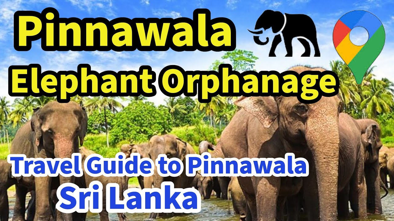 Pinnawala Elephant Orphanage | Travel Guide to Pinnawala Elephant Orphanage | Visit Sri Lanka