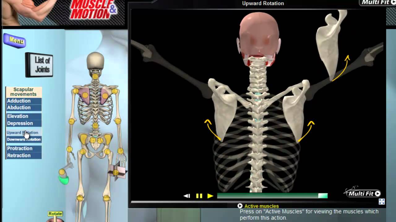 How Scapular Movement Works: 3D Anatomy & Diagrams