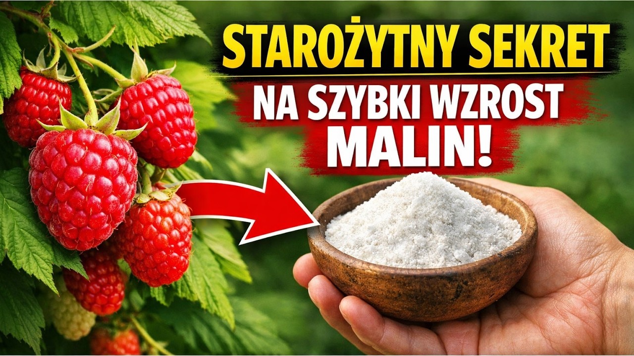 Wreszcie! Dwa tysiące lat stary sekret, kt&oacute;ry budzi maliny do potężnego wzrostu w zaledwie 72 godzi