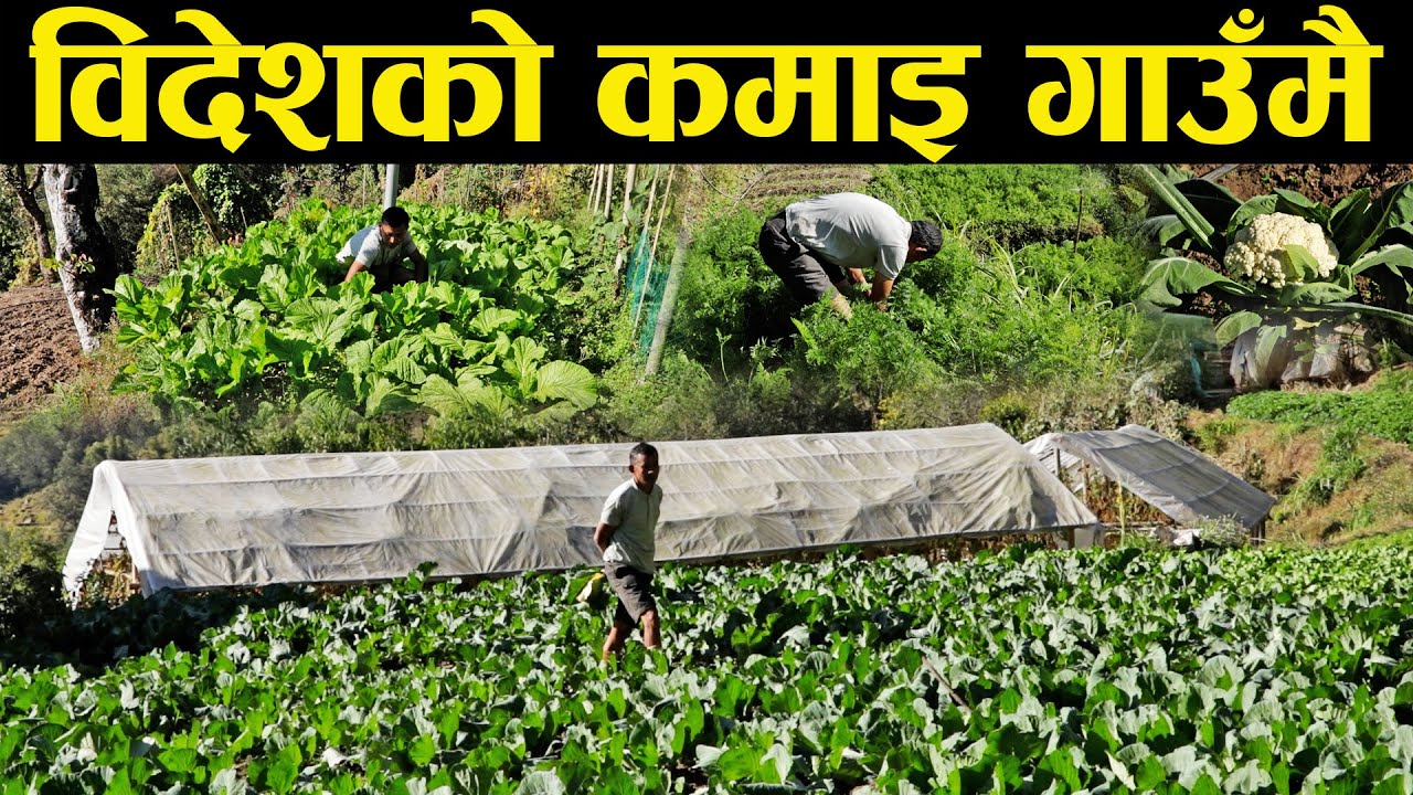 गाउँमा बसेर वार्षिक २० लाख वचत गर्न सफल भएका कृषक