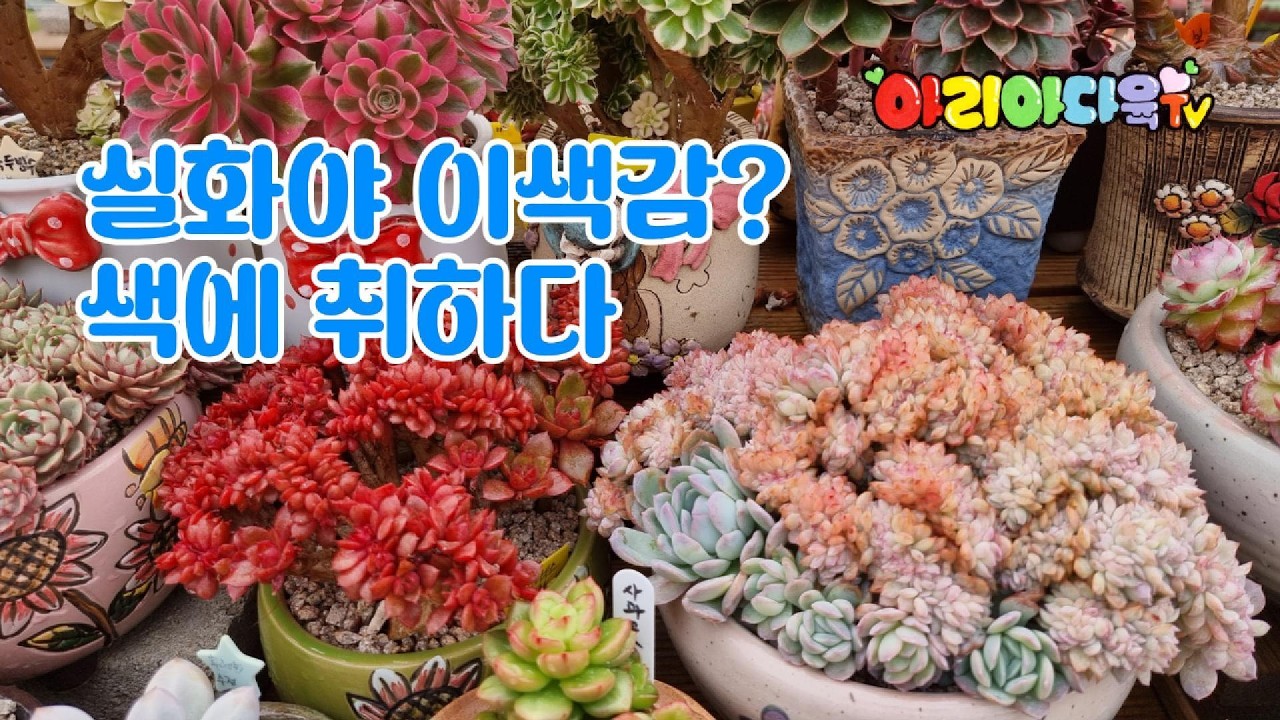 실화야 이색감? 색에 취하다 #다육식물 #succulent #多肉植物 #たにくしょくぶつ #Korean succulent plants