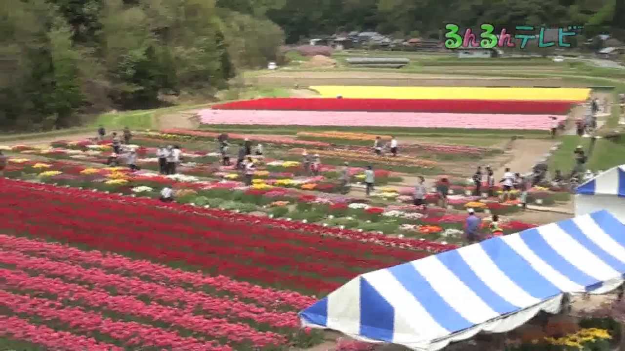 たんとうチューリップまつり（兵庫県・但東町）