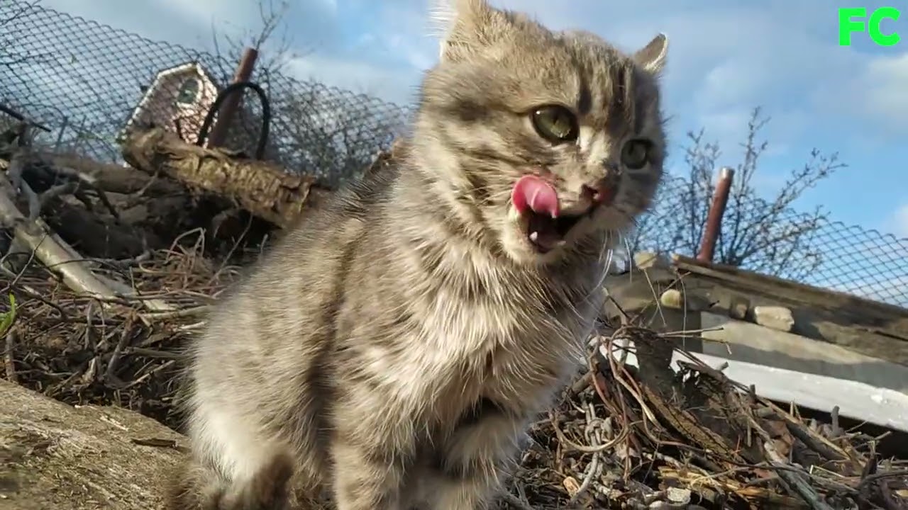 FERAL CATS 05