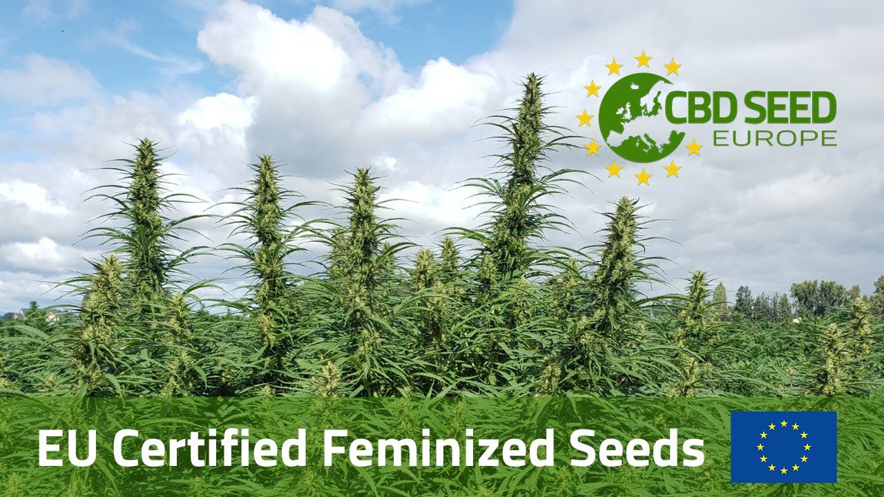Highest CBD EU Certified Seeds