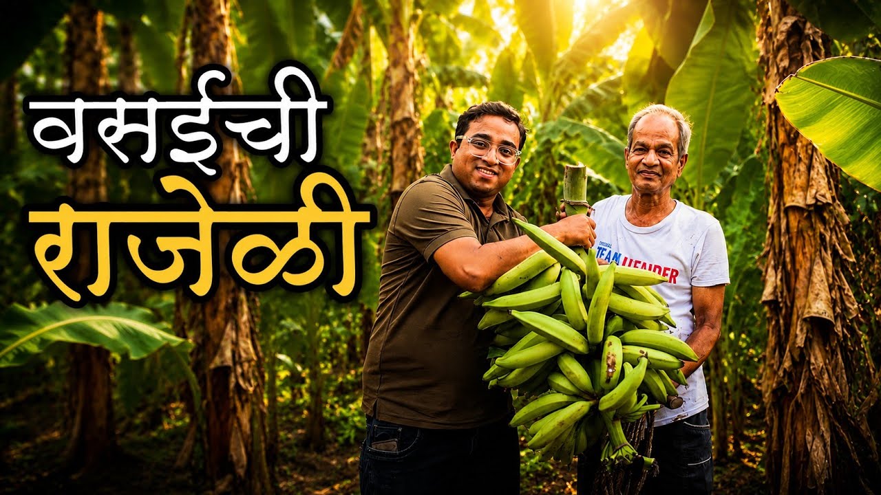 वसईची खास राजेळी केळी  | ६५ वर्षांची परंपरा | चिप्स व सुकेळ्यांचा गोडवा | Banana farm in Vasai