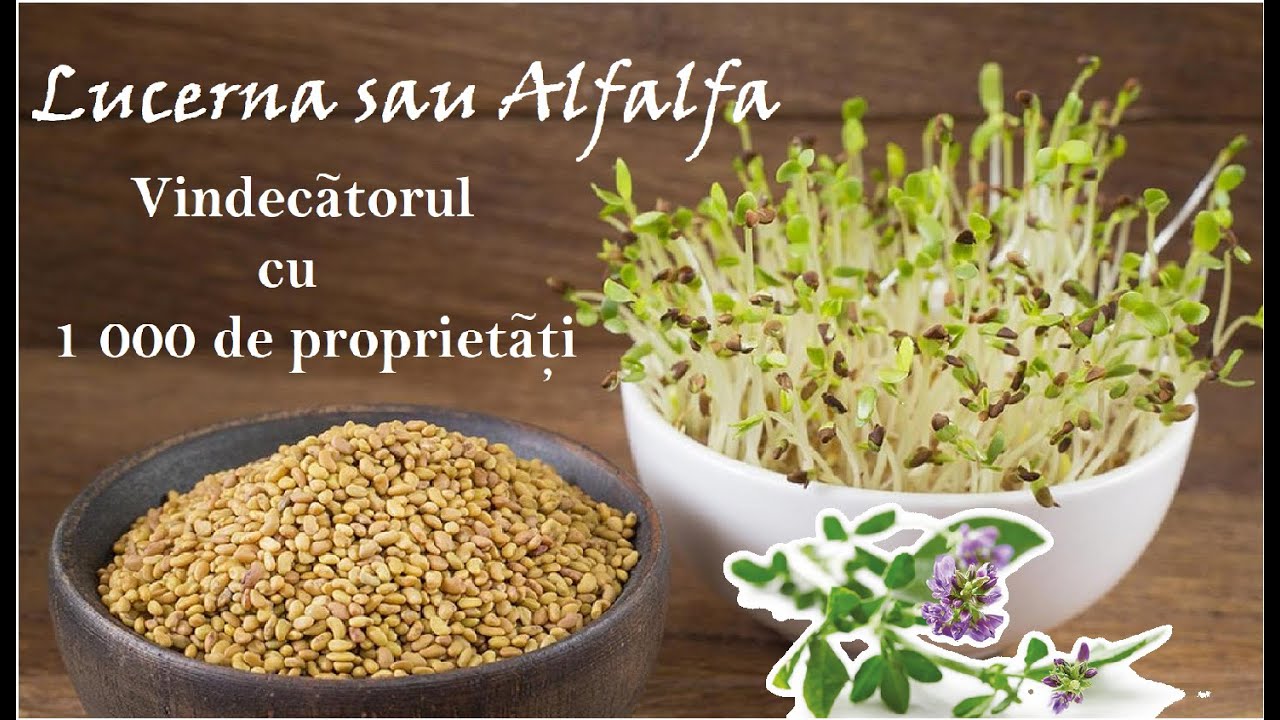 Lucerna sau Alfalfa  – Vindecătorul cu 1 000 de proprietăți