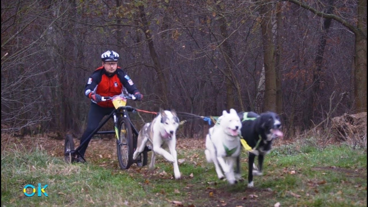 Mistrzostwa Polski w Wyścigach Psich Zaprzęgów – Koźle 2018