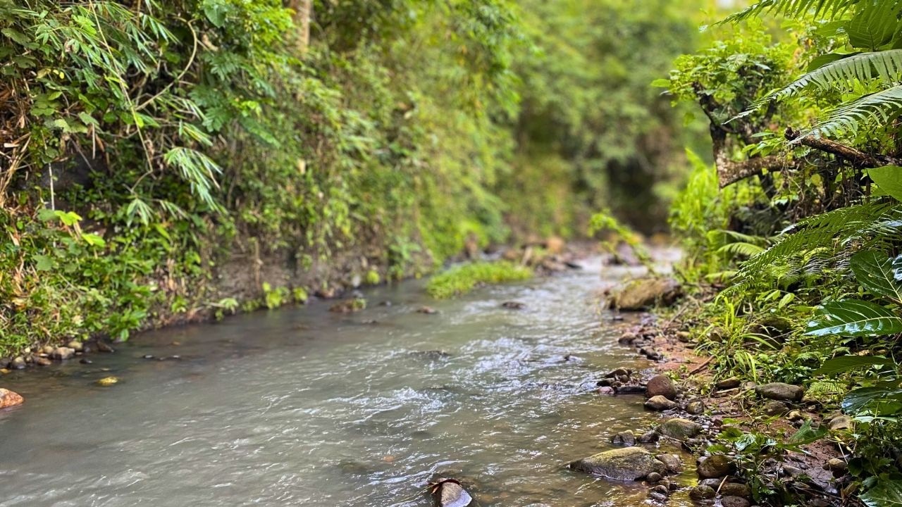 🌿 Hidden Jungle River Piano | Deep Sleep & Emotional Relaxation Music