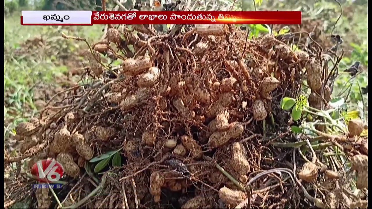 Thimminenipalem Village People Gets Huge Profits With Groundnut Farming | Khammam | V6 News