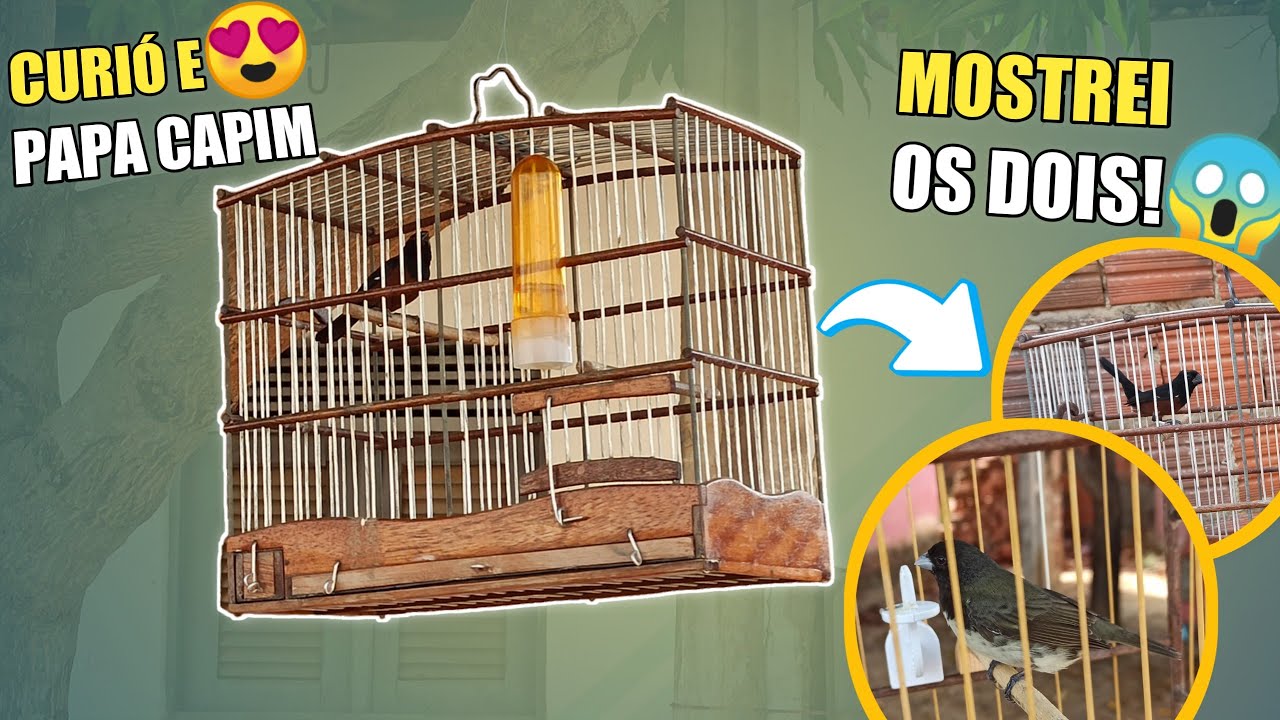 😱 CURIÓ E PAPA CAPIM PERTO DA MINHA CASA! (MOSTREI OS 2)